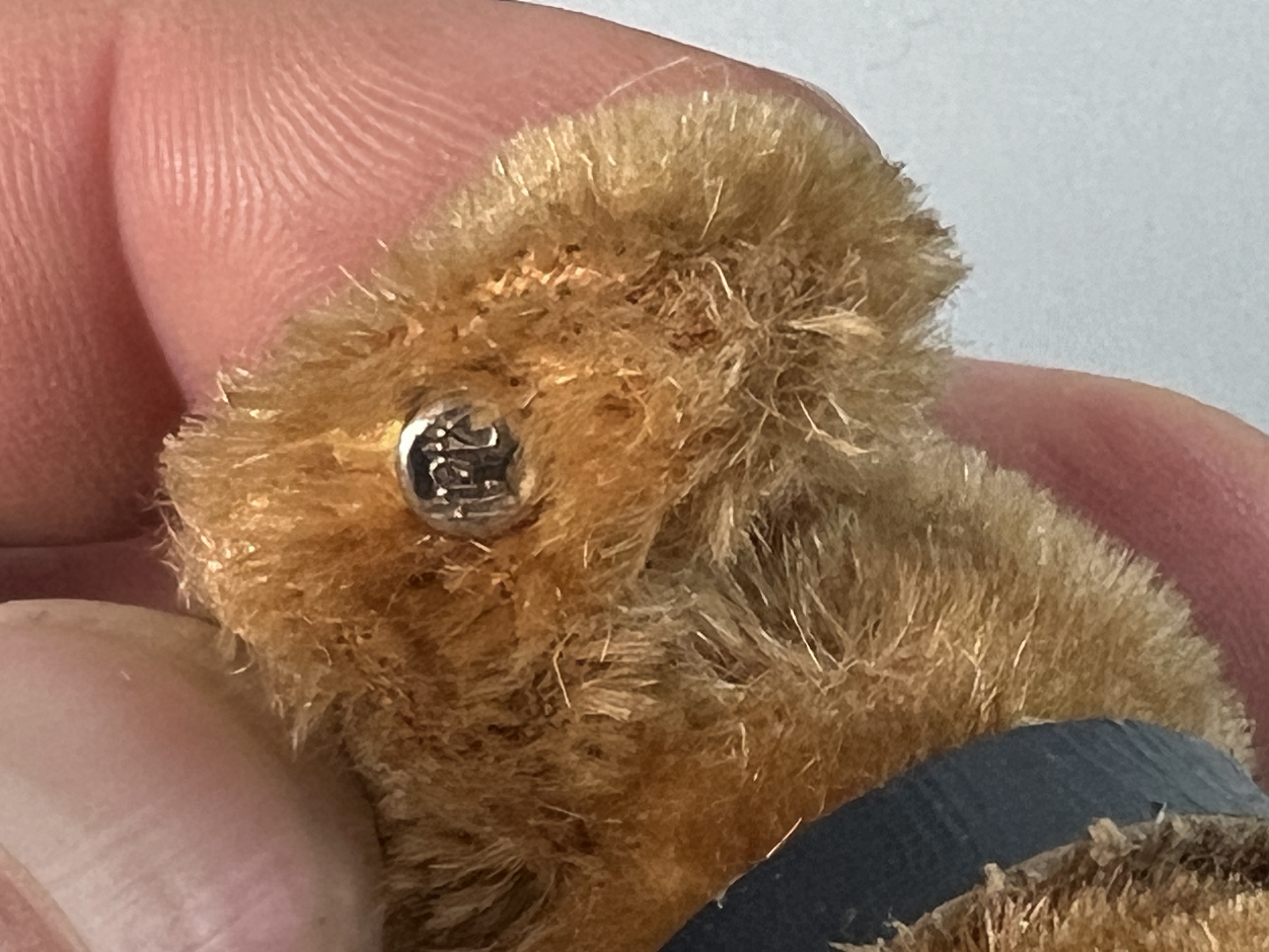 Steiff Tier Hund 11 x 15 cm. Zustand siehe Fotos 